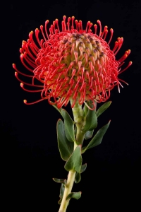 Leucospermum - Leucospermum Emily