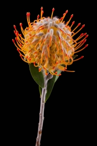 Leucospermum - Leucospermum Goldie