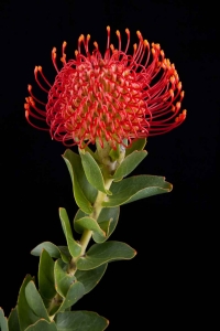 Leucospermum - Leucospermum Bright Eyes