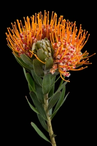 Leucospermum - Leucospermum Erubescense