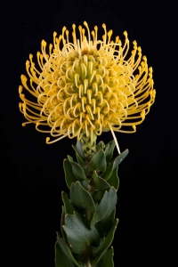 Leucospermum - Leucospermum High Gold