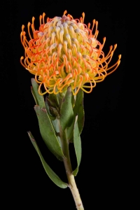 Leucospermum - Leucospermum Jelena