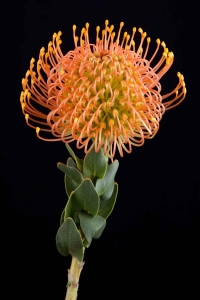 Leucospermum - Leucospermum Megan Samon