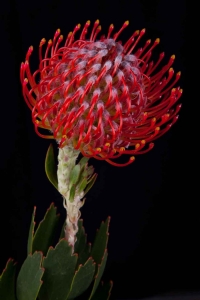 Leucospermum - Leucospermum Rigoletto