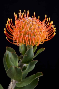 Leucospermum - Leucospermum Strandveld