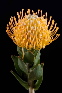 Leucospermum - Leucospermum Sun Lady