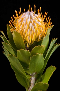 Leucospermum - Leucospermum Super Gold