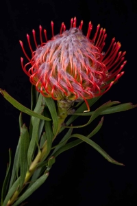 Leucospermum - Leucospermum Tango