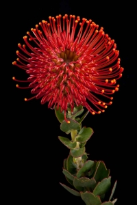 Leucospermum - Leucospermum Themba