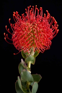 Leucospermum - Leucospermum Vlam