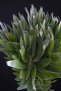 Leucadendron - Leucadendron Argenteum 'silverleaf'