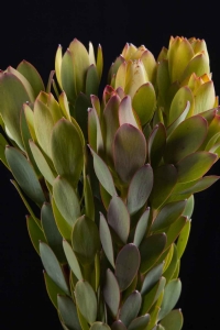 Leucadendron - Leucadendron Discolor Green