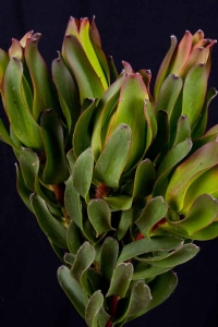 Leucadendron - Leucadendron Laurel Yellow