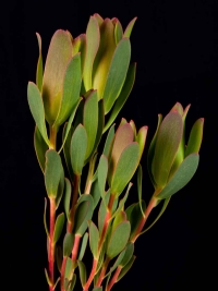 Leucadendron - Leucadendron Mountain Rose Spray