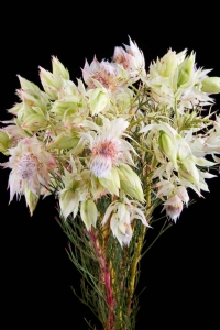 Kaaps groen - Kaaps Serruria Blushing Bride