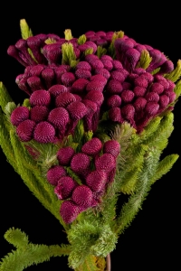 Kaaps groen - Kaaps Brunia Albiflora Burgundy