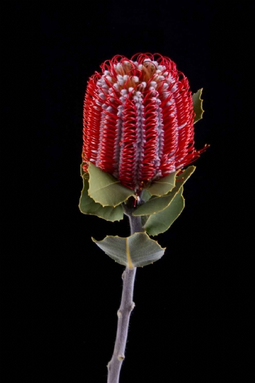 Banksia - Banksia Coccinea