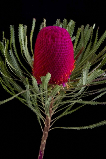 Banksia - Banksia Hookeriana Pink