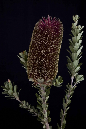 Banksia - Banksia Preamorsa