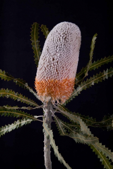 Banksia - Banksia Prionotis