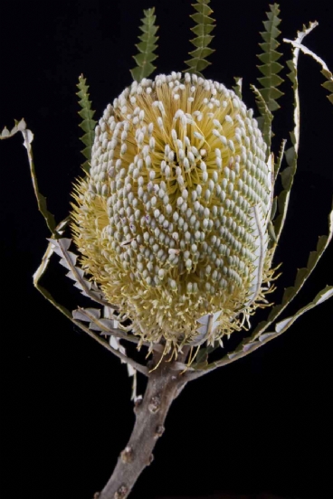 Banksia - Banksia Speciosa