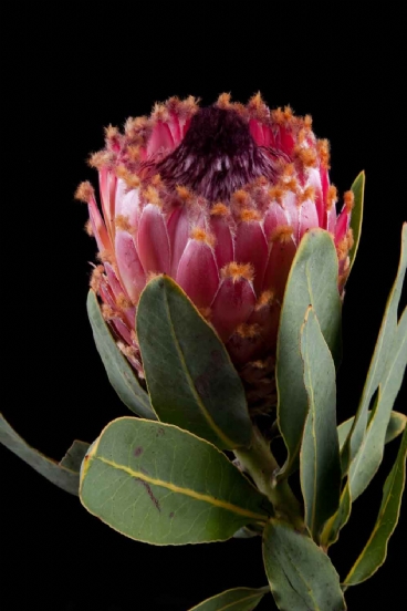 Protea - Protea Barbigera