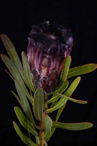 Protea - Protea Black Lepido