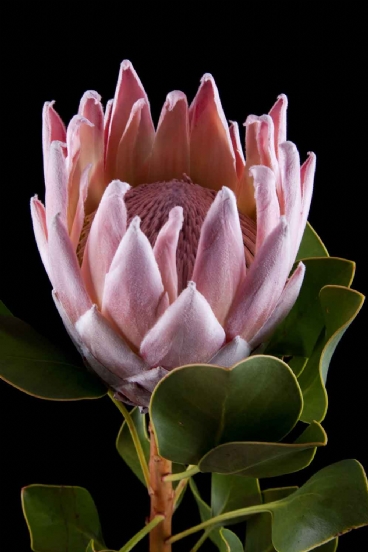 Protea - Protea Cynaroides