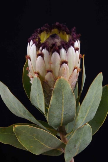 Protea - Protea Didi Snow Princess