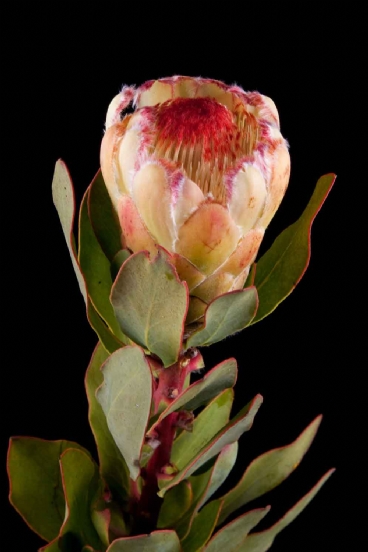 Protea - Protea Grandicolor