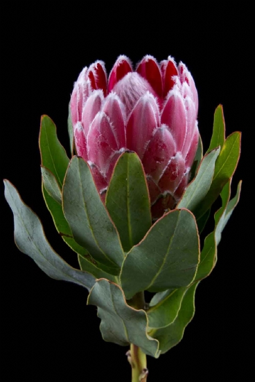 Protea - Protea Lady Di