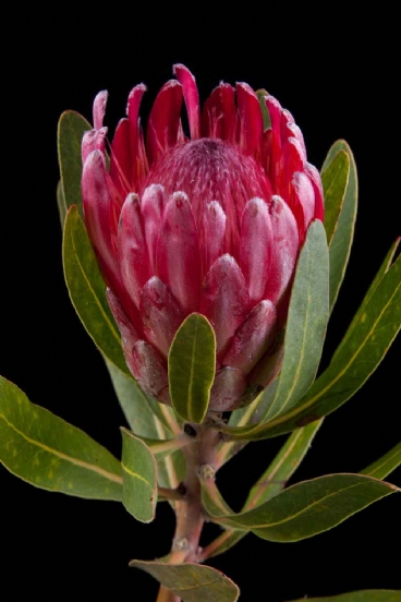 Protea - Protea Lancelot