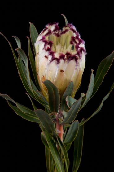 Protea - Protea Limelight