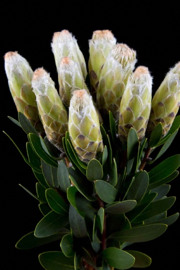 Protea - Protea Little Lady White