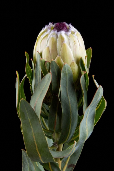 Protea - Protea Maria