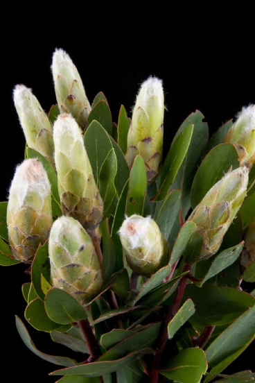 Protea - Protea Mundi White