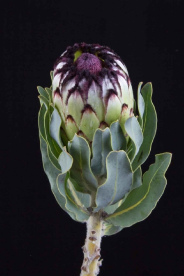 Protea - Protea Niobe