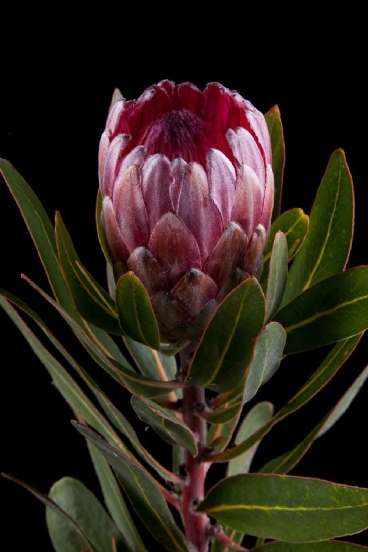 Protea - Protea Pink Ice