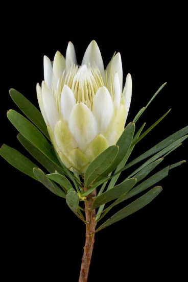 Protea - Protea Repens White