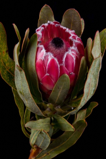 Protea - Protea Sheila