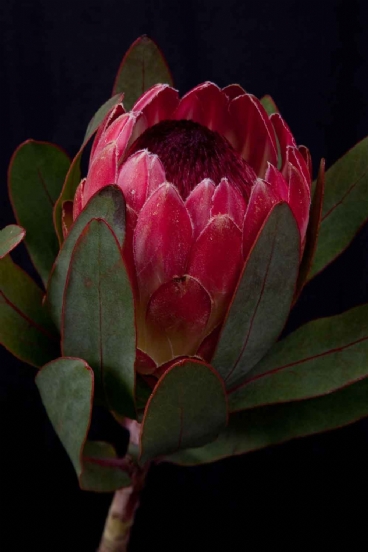 Protea - Protea Silvia