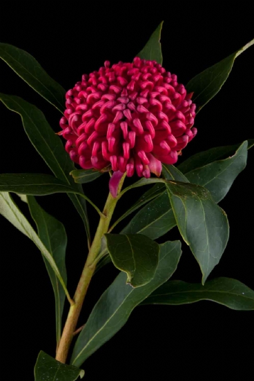 Protea - Protea Waratah