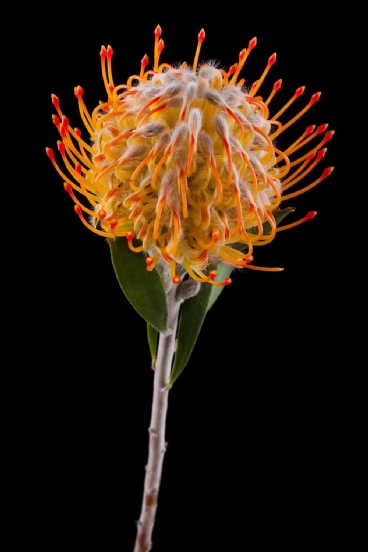 Leucospermum - Leucospermum Goldie