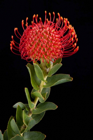 Leucospermum - Leucospermum Bright Eyes