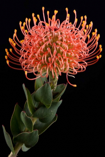 Leucospermum - Leucospermum Gold Dust