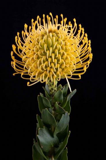 Leucospermum - Leucospermum High Gold