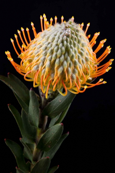 Leucospermum - Leucospermum Moonlight