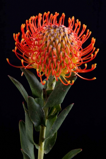 Leucospermum - Leucospermum Neena Orange