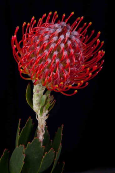 Leucospermum - Leucospermum Rigoletto