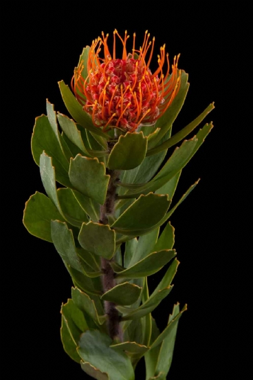 Leucospermum - Leucospermum Saxosum